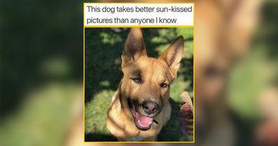 30 Amigo Doggos Bringing Muy Buenos Days Your Way