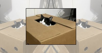 'This box is mine now!': 23 Wholesome Cats Who Claimed the Perfect Cardboard Hideout This Friday