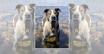 'Just five more minutes!': 21 Swimming Doggos Living Their Best Splashy Lives