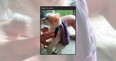 26 Smol Cat Memes for Tired Humans in Need of a Tiny Feline Reset