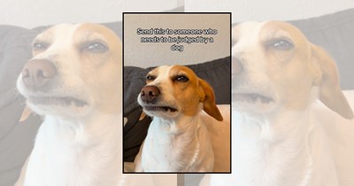 23 Dogs Giving the Side-Eye While Silently Judging Their Humans' Life Choices