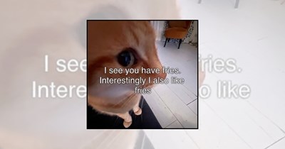 ‘Snack time!’: 22 Hungry cat memes for humans who never get to eat alone