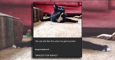 'What came first, the crazy or the cat?': Memes for concerned cats with concerned cat parents just trying to cuddle