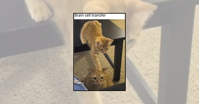 'Orange Behavior': 22 Orange Cat Memes Featuring Silly Felines With One Shared Brain Cell