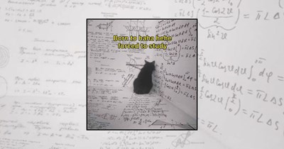 A Feline Syllabus Filled With Cat Student Memes for Tiny Academics Pursuing Their Meowster’s Degree