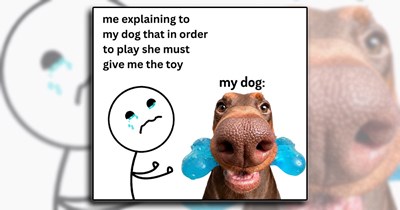 'Good boys get good memes': Dog Memes to Fill Your Morning Cup with Puppy Pawsitivity (June 27, 2026)