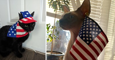 27 Patriotic Cats Ready to Celebrate the 4th of July in Red, White, and Mew
