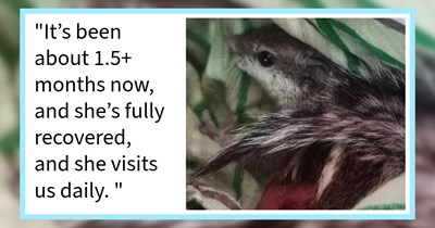‘I had this small faith that she’d return. And yes, she came back.’: Woman who rescued tiny injured squirrel from dogs and vultures consoled by daily visits after it escaped while healing