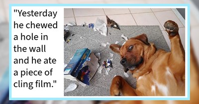 ‘Forgive thy puppies, for they know not what they do.’: 17 Things Puppy Pawrents Wish Someone Had Prepared them For