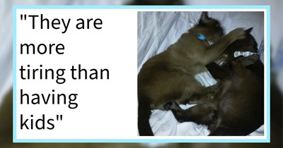 16 Cat Quirks That No One Warns You About Before Becoming a Pawrent