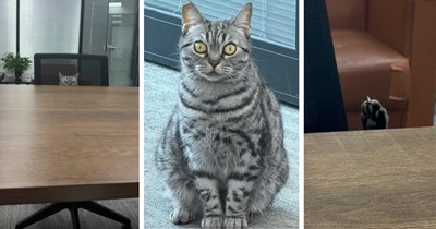 'What a micromanager': Rescued feline becomes company's adorable office cat, then goes viral for his pawsitively effective supurrvising method 