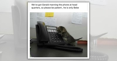 26 Finest Feline Funnies to Get You Through the Terrible Taste of Tuesdays