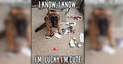 A Heartwarming Heatwave in the Form of 26 Wholesome Dog Memes