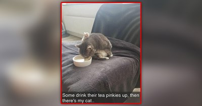 23 Wholesome Wednesday Delights Delivering a Dose of Cat-Centered Meme Joy