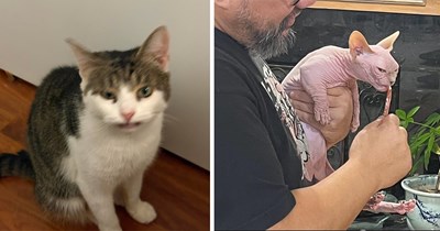 24 Unphotogenic Cats Caught Mid-Bamboozle in Their Most Flabbergastingly Fluffy Moments