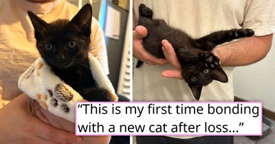 Four weeks after losing their soul cat, a pregnant stray gives birth to an adorable litter of kittens in person’s backyard and abandons the tiny void runt, forcing the human to start healing one tiny paw at a time