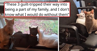After losing all 6 of their cats in a terrible house fire, a purrfect lookalike of one of their beloved cats walked straight into their home and refused to leave, 2 more feral cats followed, and the 3 of them reminded their humans what hope and love are