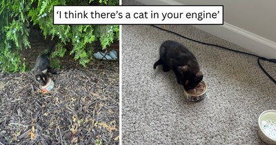 Woman searches for the tiny tortoiseshell kitten that disappeared from her car engine, then gives her the purrfect furever home