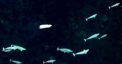 Wildlife drone captures rare meeting between chubby polar bear enjoying a swim and pod of confused beluga whales