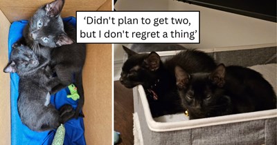 Woman sets out to adopt one black kitten, but bringing home two bonded siblings becomes the only option