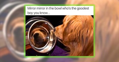 28 Good Boys and Girls in Meme Form for Fido Fans