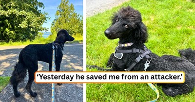 'Pongo had it handled before I could even react': Woman walking her 4.5-month-old poodle puppy is suddenly grabbed by an attacker, but Pongo lunges forward and refuses to back down until the man runs away