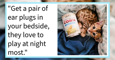 15 Things New Pawrent Frequently Forget to do When Preparing their Cat Child’s Furever Home