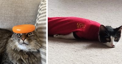 23 Funny Malfunctioning Felines for Frazzled Employees Fighting to Finish Friday