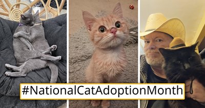 In Honor of National Cat Adoption Month, Curl Up With 23 Fluffy Felines Finding Their Happily Ever Afters