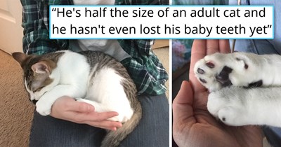 'This kitten weighs over 5 pounds already and he's only 14 weeks old': Normal kitten is born giant, keeps on growing, and prompts his owner into wondering if they have a regular cat after all  