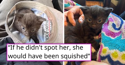 '[My son] screamed to stop the driver': Brave kid spots a helpless black kitten clinging to a forklift, jumps in front of the car, and saves the kitten moments before it would have been crushed beneath a pallet