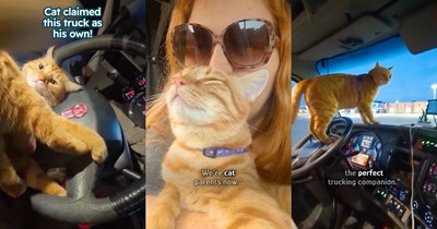 'We're cat parents now': Couple finds spicy orange cat at a truck stop, he claims the truck as his own, so they have no choice but to make him their purrfect kitty companion