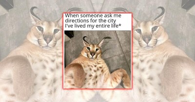 A Tuesday Safari of Silliness: 23 Big Feline Memes for Wild Animal Fans