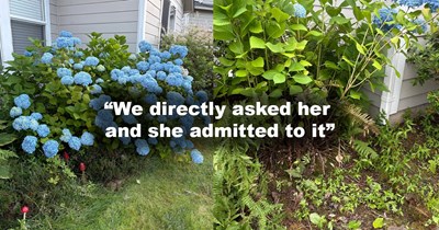 85-year-old neighbor hacks down neighbor's beautiful hydrangea bush without their permission: 'We are obviously devastated'