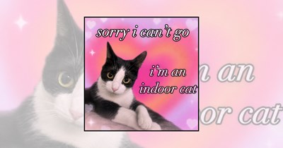 'Inside Meows vs. Outside Meows': 21 Indoor and Outdoor Cat Memes for Cozy House Cats and Backyard Explorers