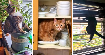 'Not saying he shouldn't be there, but...': 40 Cats Committed to Questionable Real Estate