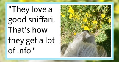 18 Reasons to Indulge Your Doggo in a Decadent Sniff Walk