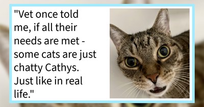 ‘It's called a conversation!’: 17 Pawrents Pontificate the Mystery of Why our Cat Children Meow
