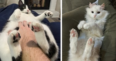 26 Beautiful Feline Fur Baby Bellies to Take your Mind Off this Miserable Monday