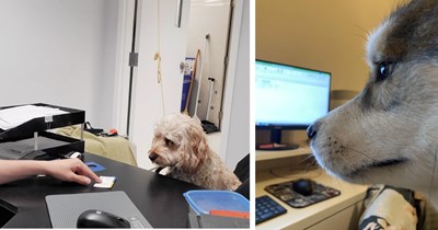 20 Cute Office Canines Keeping their Pawrents Company for Hardworking Hoomans Who Miss their Pup