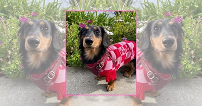 'Dress Code? Fashion Icon.': 23 Extra-Fancy Doggos Upgrading Your Wednesday Feed