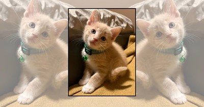 22 Wholesome Kittens Overflowing With Feline Charm and Pawdorable Vibes