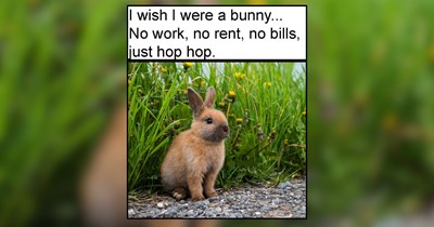 22 Festive Farm Animals For Midweek Feel-Good Scrolls 