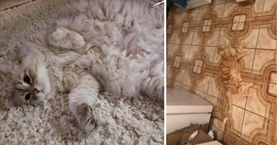 Spot the Cat: Camouflaged Cats Hiding in Plain Sight
