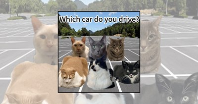 'No License, Just Attitude': 22 Cats in Cars Memes for a Feline Road Trip Full of Fluffy Passengers Judging Every Mile