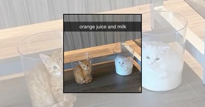 'Cats Are Liquid': 25 Flexible Felines Melting Into Bowls, Boxes, and Impossible Spaces