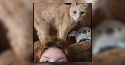 Orange cat saves owner and her mother's life by leading them to a strange smell, they discover heavy gas leak, the firefighters give all the credit and gratitude to the fluffy ginger hero