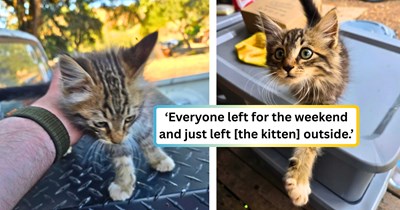Kitten given as a gift to someone who didn't want her is left outside to fend for herself, so she takes matters into her own paws and moves in with the neighbor next door.