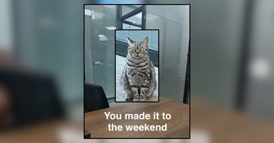 One Meowment at a Time Cat Memes On a Carefree Friday