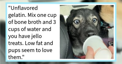 15 Healthy and Exciting Pupper Enrichment Recipes to Pamper Your Pup